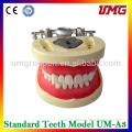 soft gum tooth model / teaching dental model / demonstration teeth model